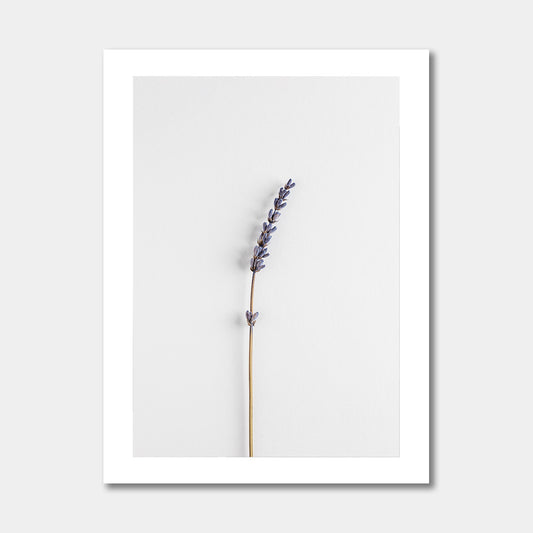 Lavendel droogbloem - Poster