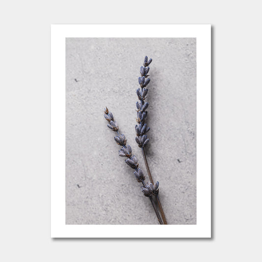 Lavendel op steen -  Poster